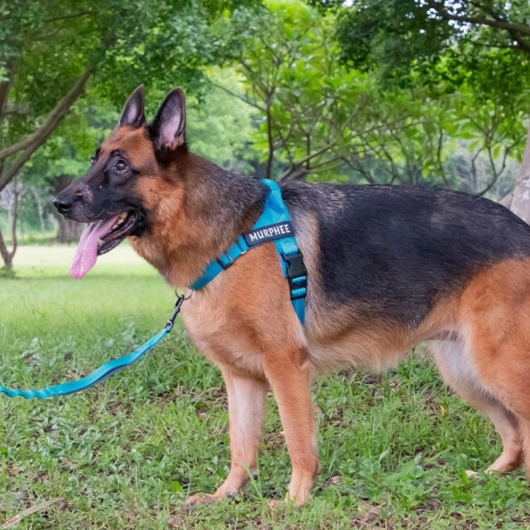 Easy-to-cover Lightweight Dog Breast Strap Hand Holding Rope